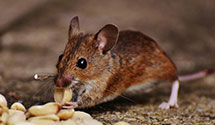 24 Hour & Emergency Exterminators in French Creek, WV